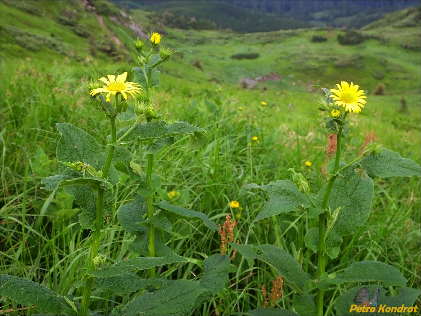 Image of Doronicum austriacum specimen.