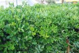 Pittosporum tobira. Кустарник с незрелыми плодами. Италия, Римини. 19.06.2010.