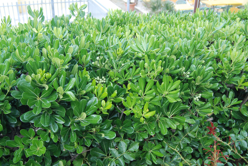 Image of Pittosporum tobira specimen.