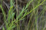 Linaria genistifolia