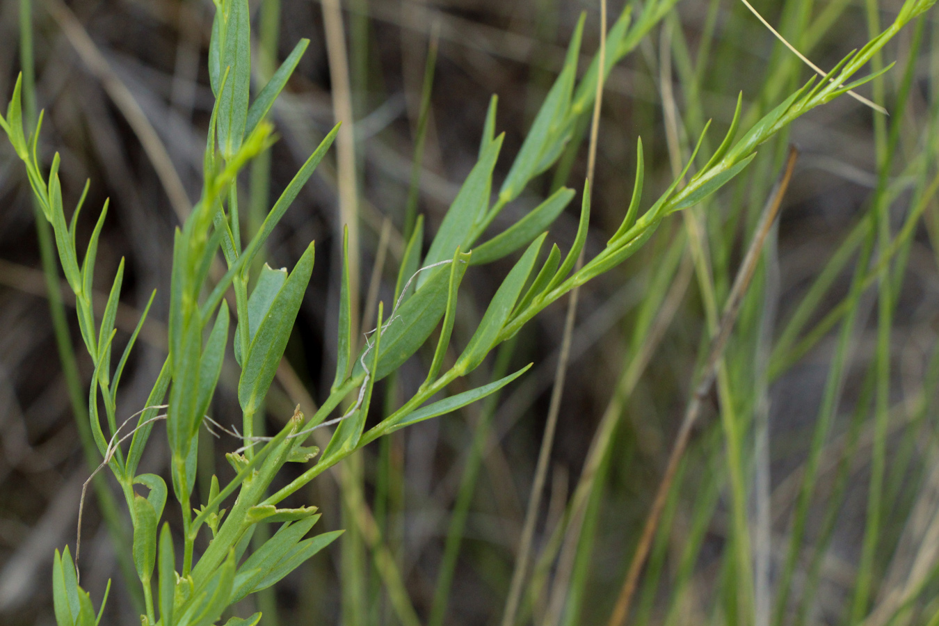 Image of Linaria genistifolia specimen.