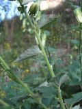 Campanula alliariifolia