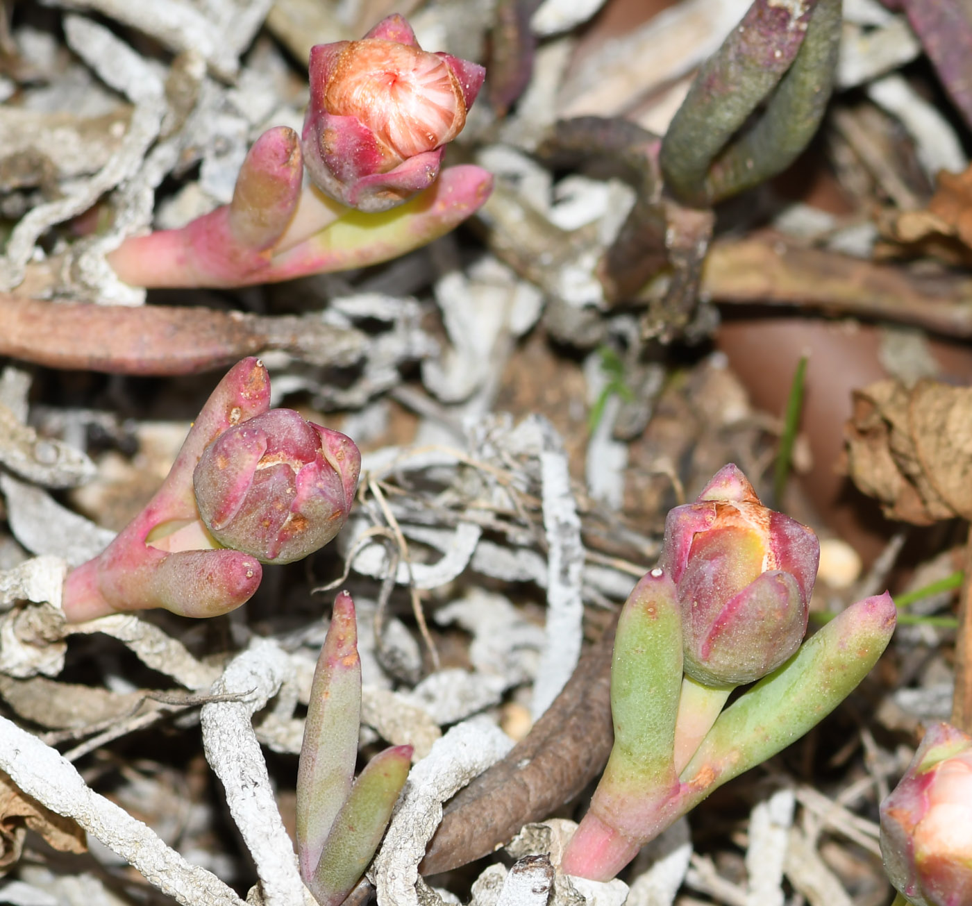 Image of Jordaaniella anemoniflora specimen.