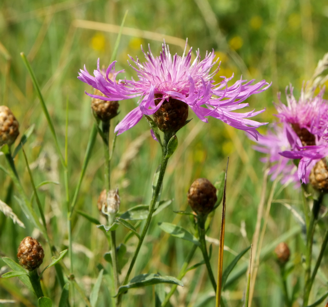 Image of Centaurea jacea ssp. substituta specimen.