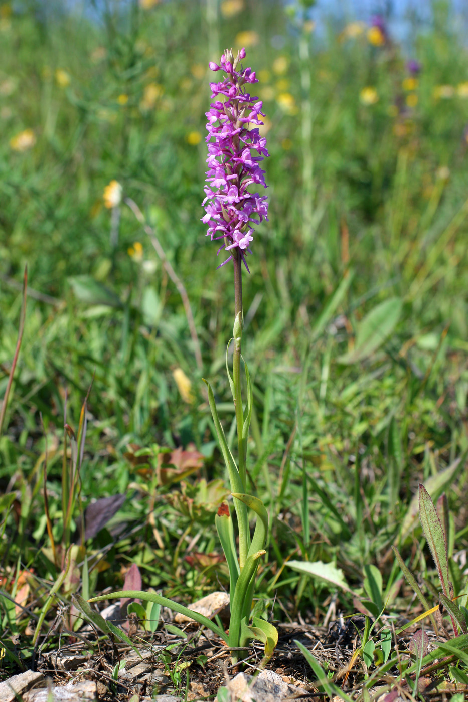 Изображение особи Gymnadenia densiflora.