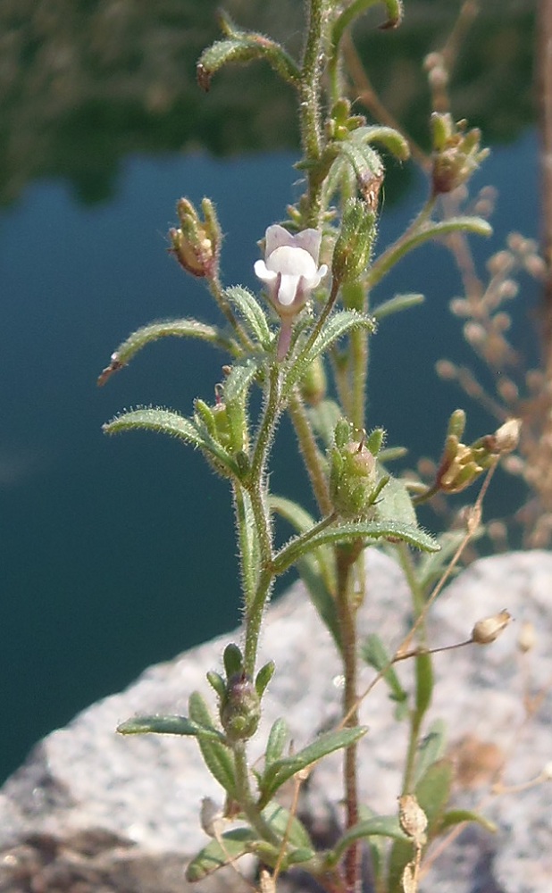 Image of Chaenorhinum minus specimen.