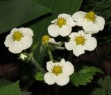 Fragaria moschata