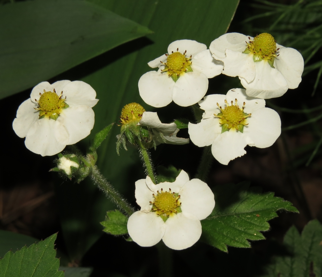 Изображение особи Fragaria moschata.