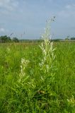 Cirsium setosum. Зацветающие растения с обесцвеченными листьями. Пермский край, Кунгурский р-н, левый берег р. Шаква в р-не моста на Рыжково, разнотравный луг. 27 июля 2019 г.