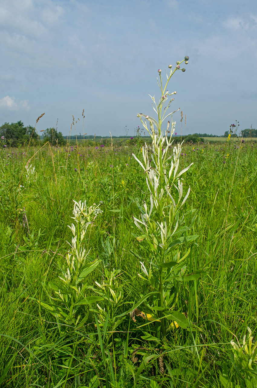 Image of Cirsium setosum specimen.