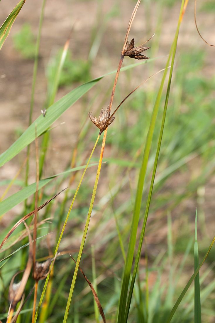 Image of Bolboschoenus maritimus specimen.