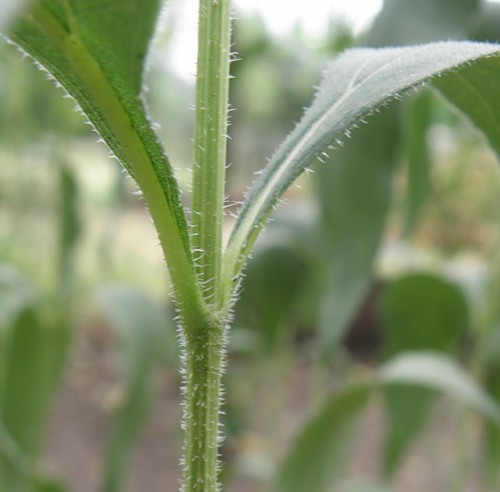 Image of Helianthus rigidus ssp. subrhomboideus specimen.