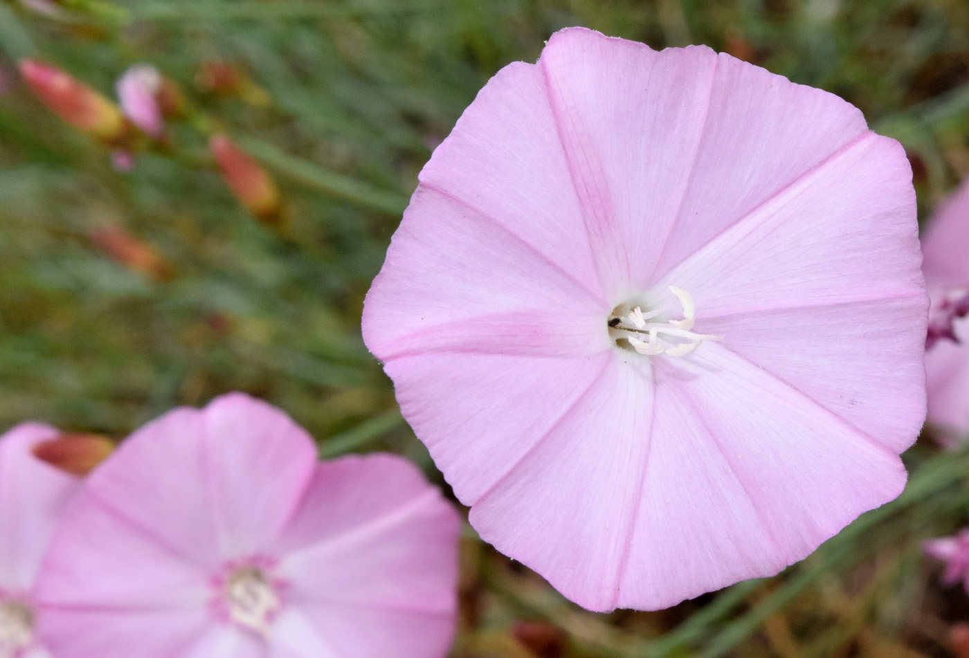 Image of Convolvulus pseudocantabrica specimen.