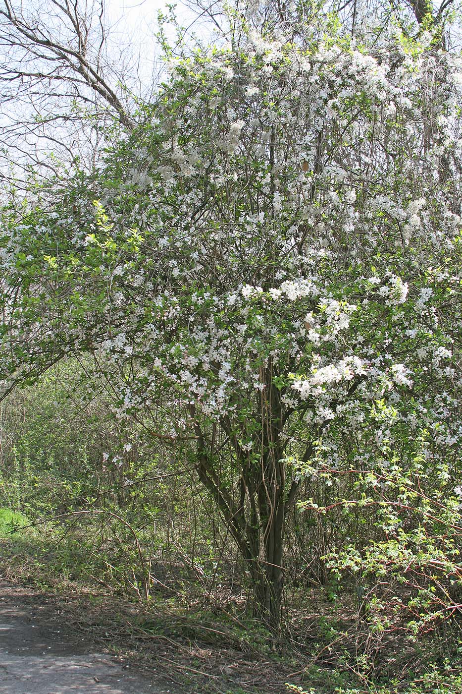 Изображение особи Malus hupehensis.