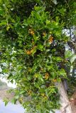 Tristerix corymbosus
