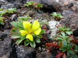 Potentilla miyabei