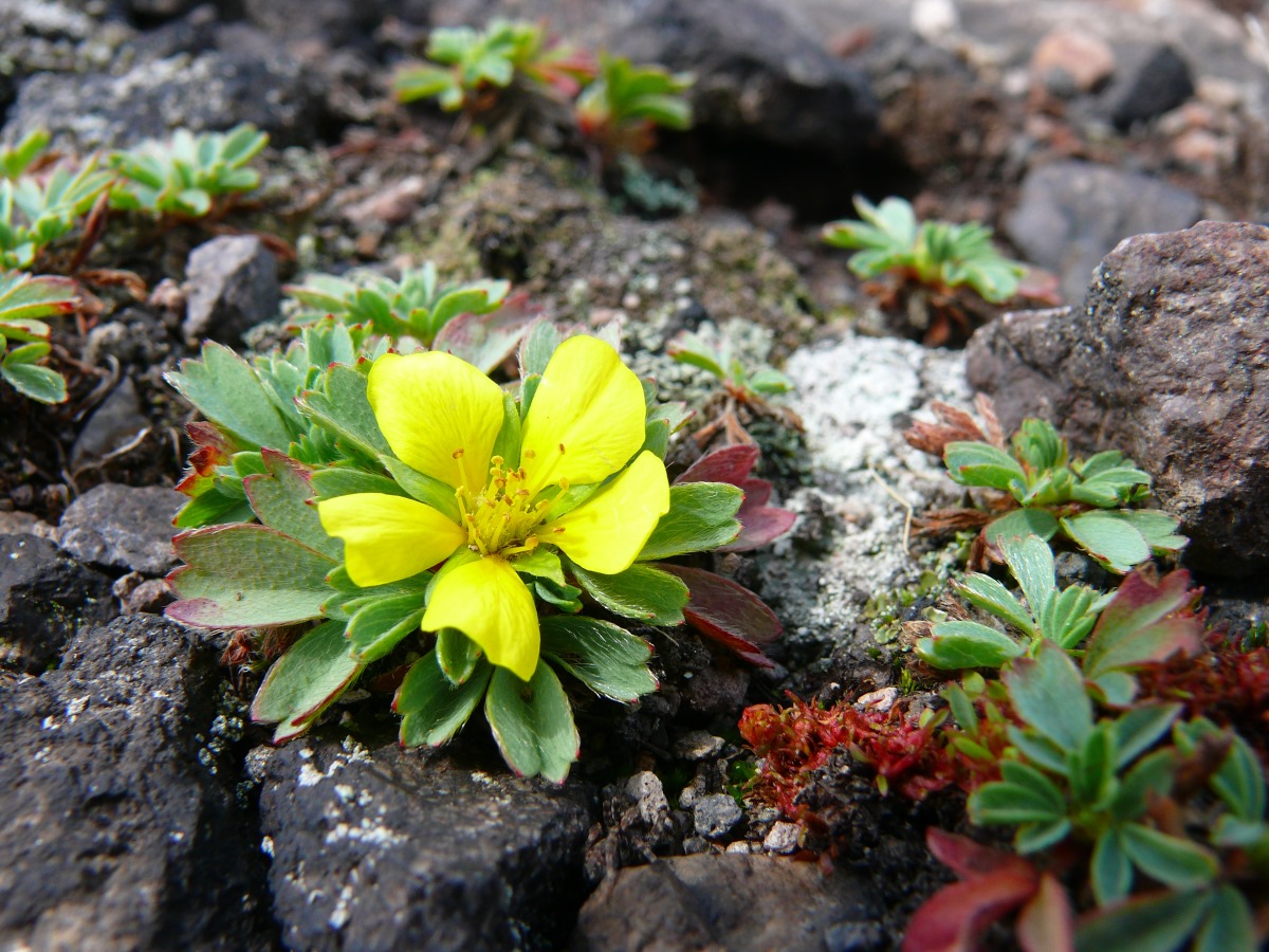 Image of Potentilla miyabei specimen.