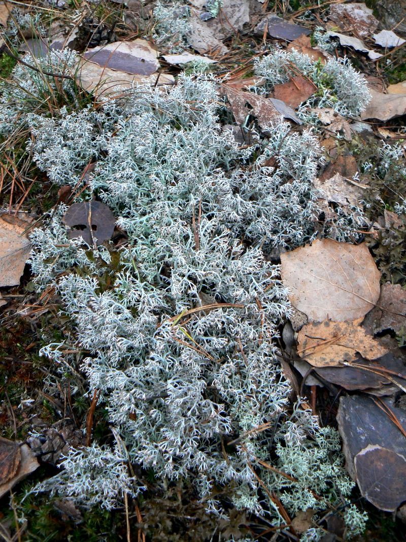 Изображение особи Cladonia rangiferina.