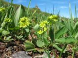 Sibbaldia procumbens. Цветущее растение. Восточный Казахстан, Южный Алтай, хр. Сарымсакты, пер. Бурхат, ≈ 2200 м н.у.м., субальпийский склон южн. экспозиции. 22 июня 2019 г.