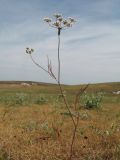 familia Apiaceae. Верхушка цветущего растения с колонией тли у основания зонтика. Южный Казахстан, западные отроги Киргизского хр., горы Ботамойнак в окр. г. Тараз, ≈ 750 м н.у.м, осоковая степь. 24 мая 2019 г.