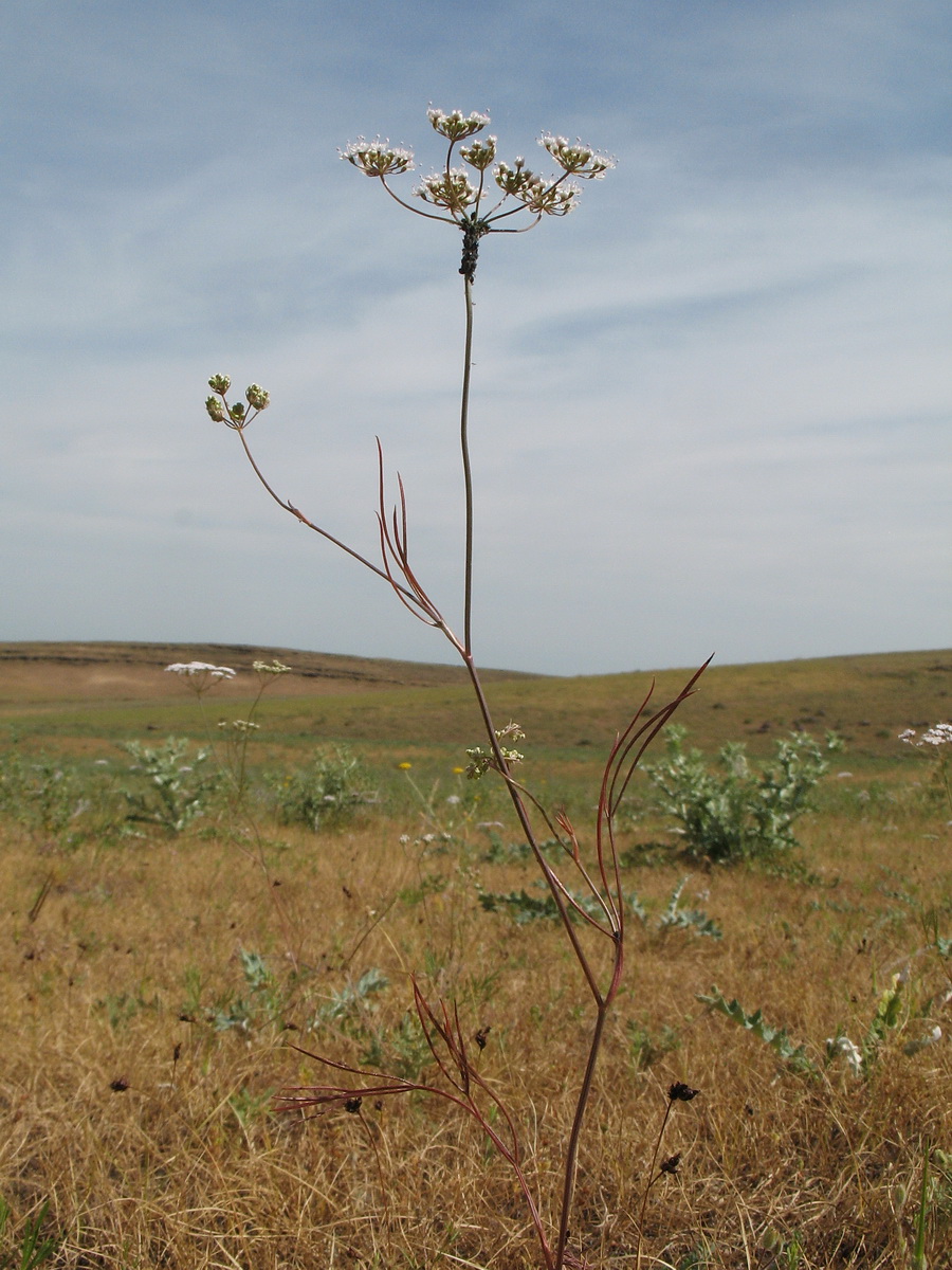 Изображение особи семейство Apiaceae.