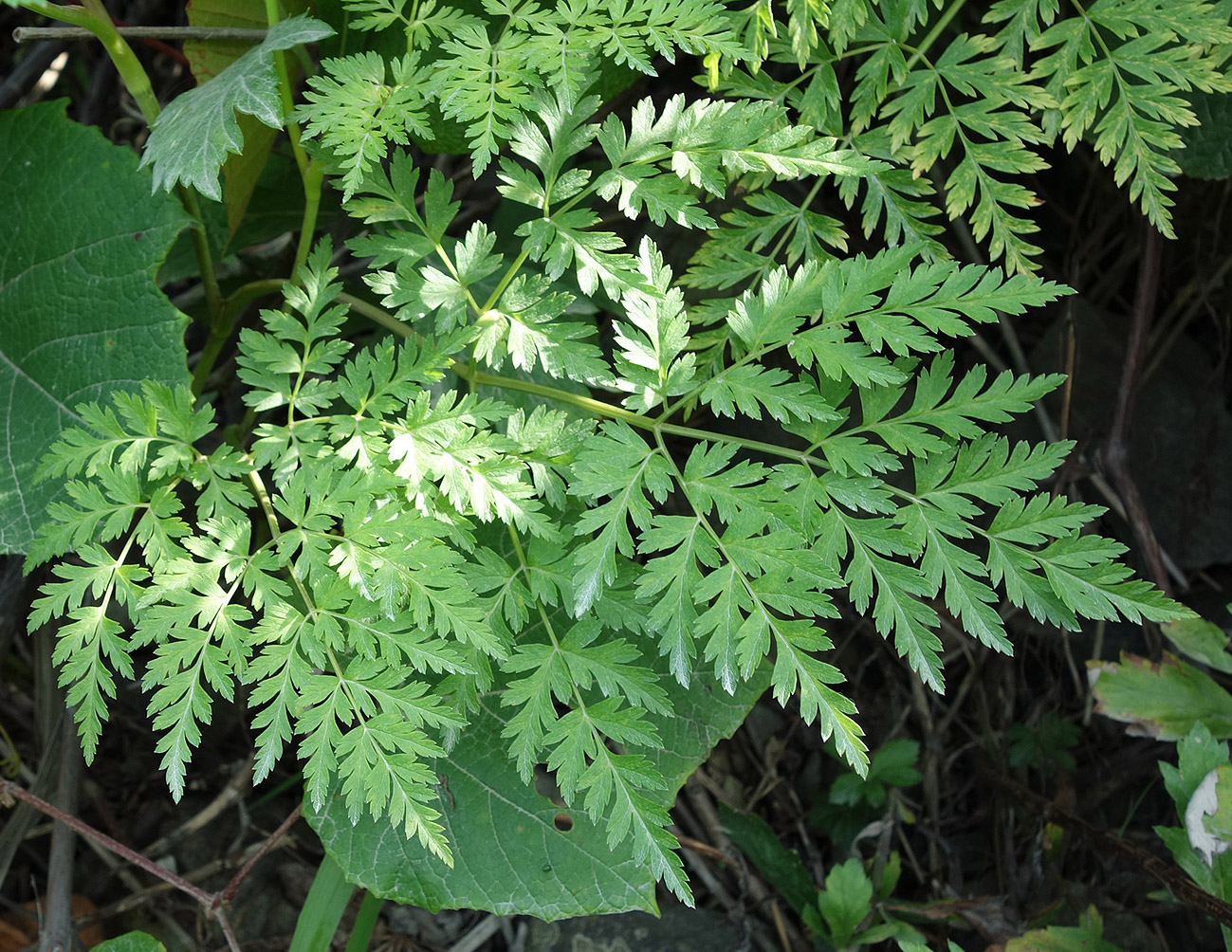 Image of Conioselinum chinense specimen.