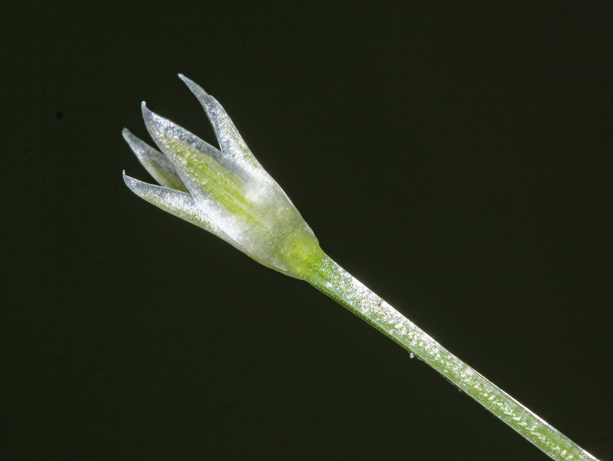 Image of Eriocaulon desulavii specimen.