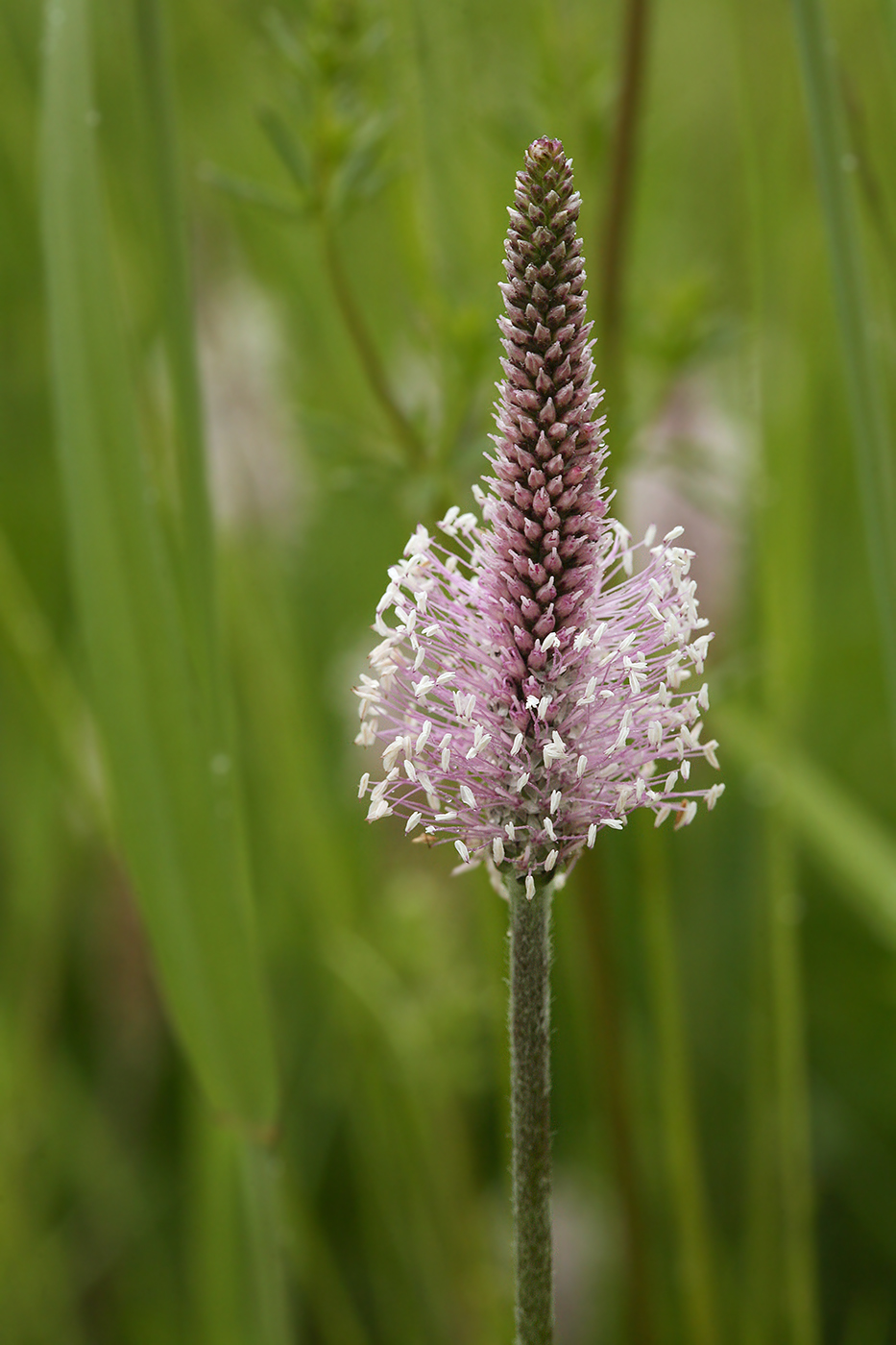 Image of Plantago media specimen.