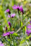 Centaurea jacea. Верхушка цветущего растения. Ленинградская обл., Ломоносовский р-н, долина р. Шингарка, разнотравный луг на известняке. 06.08.2019.