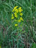 Euphorbia virgata. Верхушка цветущего растения. Московская обл., Пушкинский р-н, окр. дер. Мураново, луг. 25.05.2019.