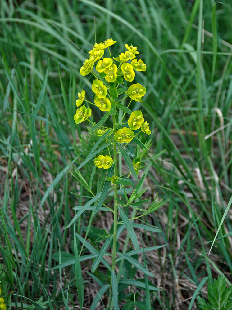 Изображение особи Euphorbia virgata.