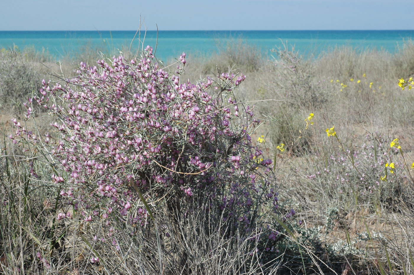 Image of Astragalus ammodendron specimen.