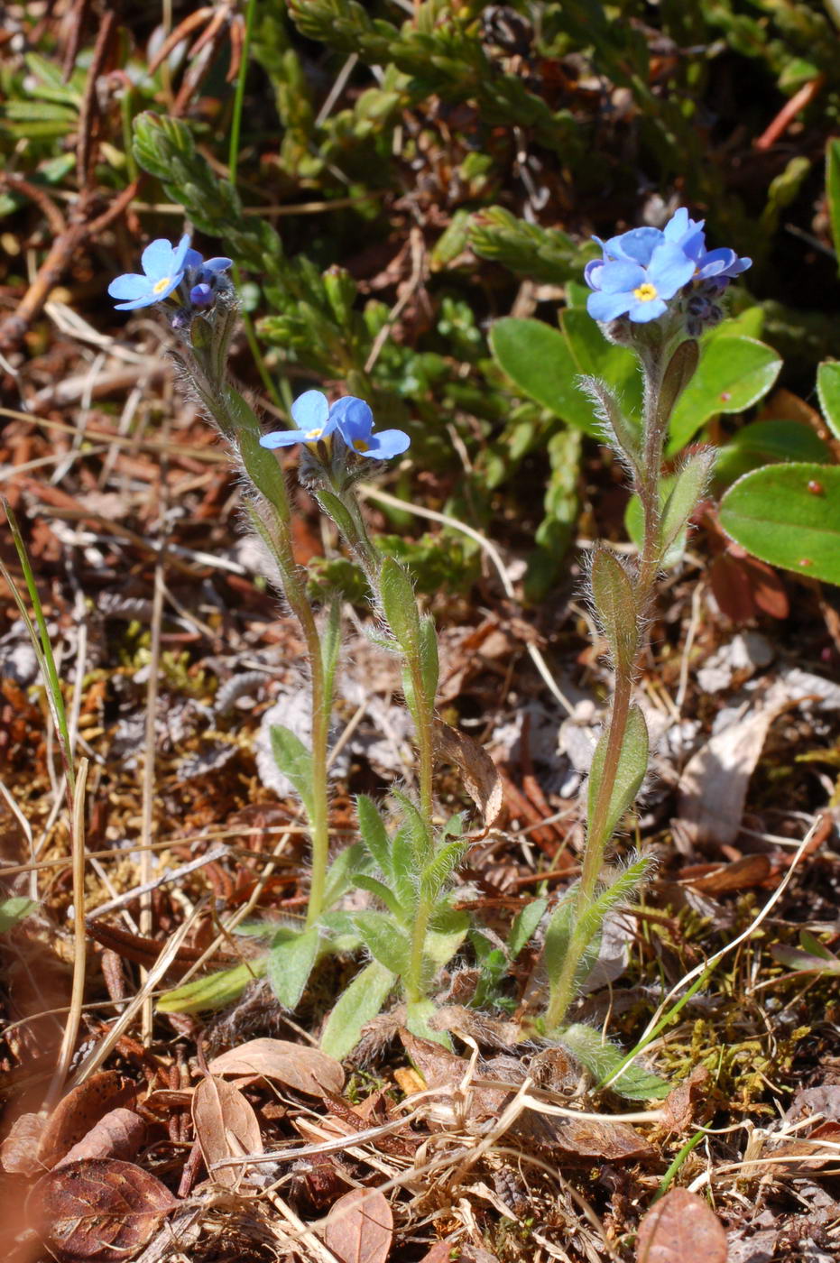 Image of Eritrichium villosum specimen.