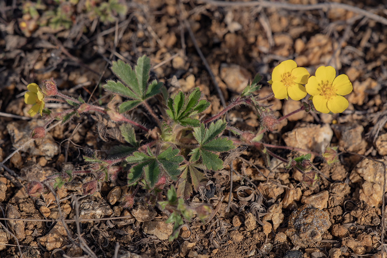 Image of Potentilla humifusa specimen.