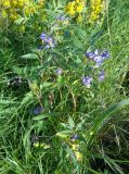 Solanum dulcamara. Цветущее растение с незрелыми плодами. Тверская обл., Весьегонск, о-в. Кирики, луг. 19 августа 2019 г.