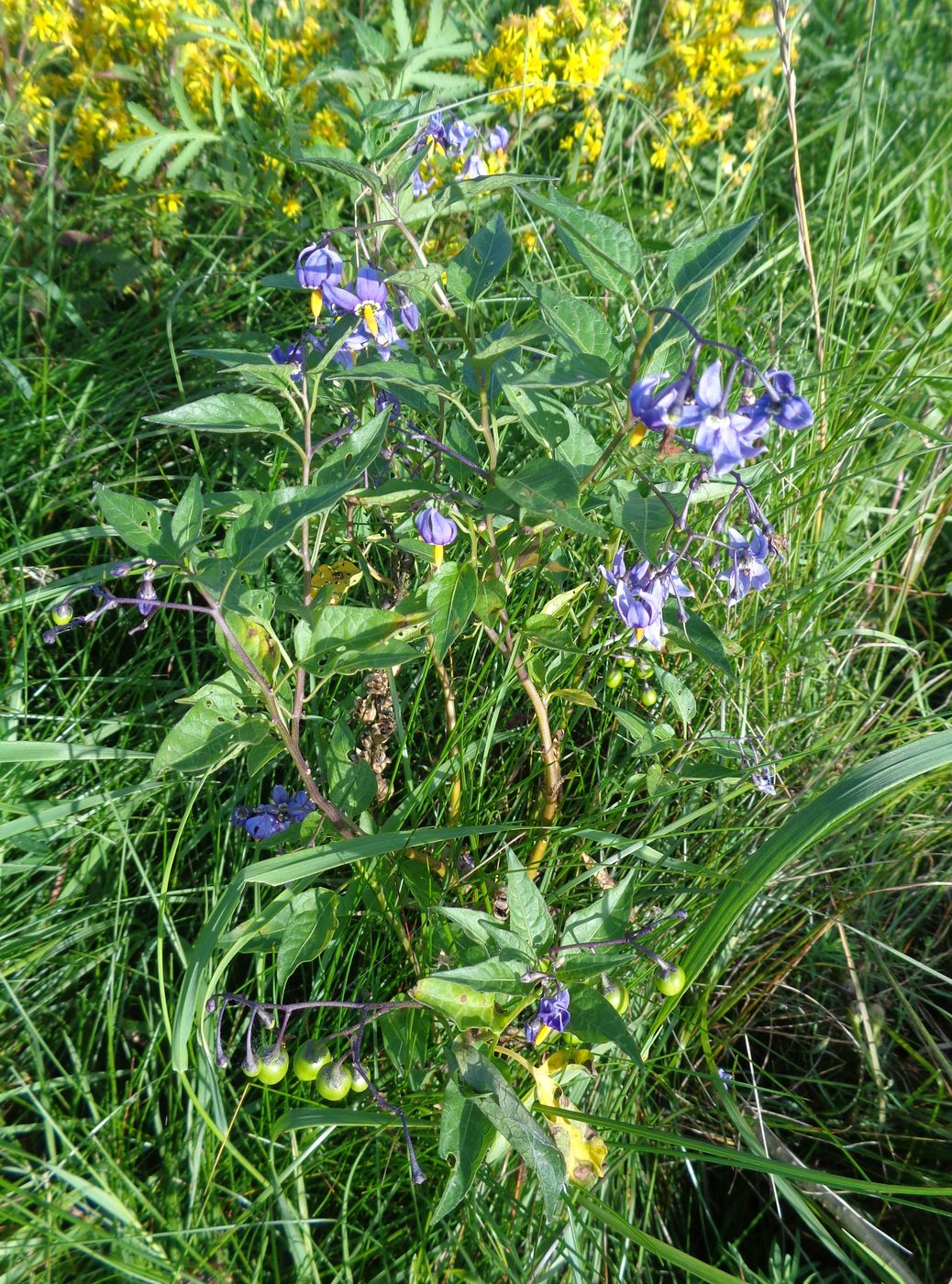 Изображение особи Solanum dulcamara.