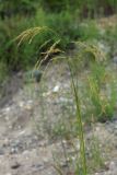 Festuca extremiorientalis