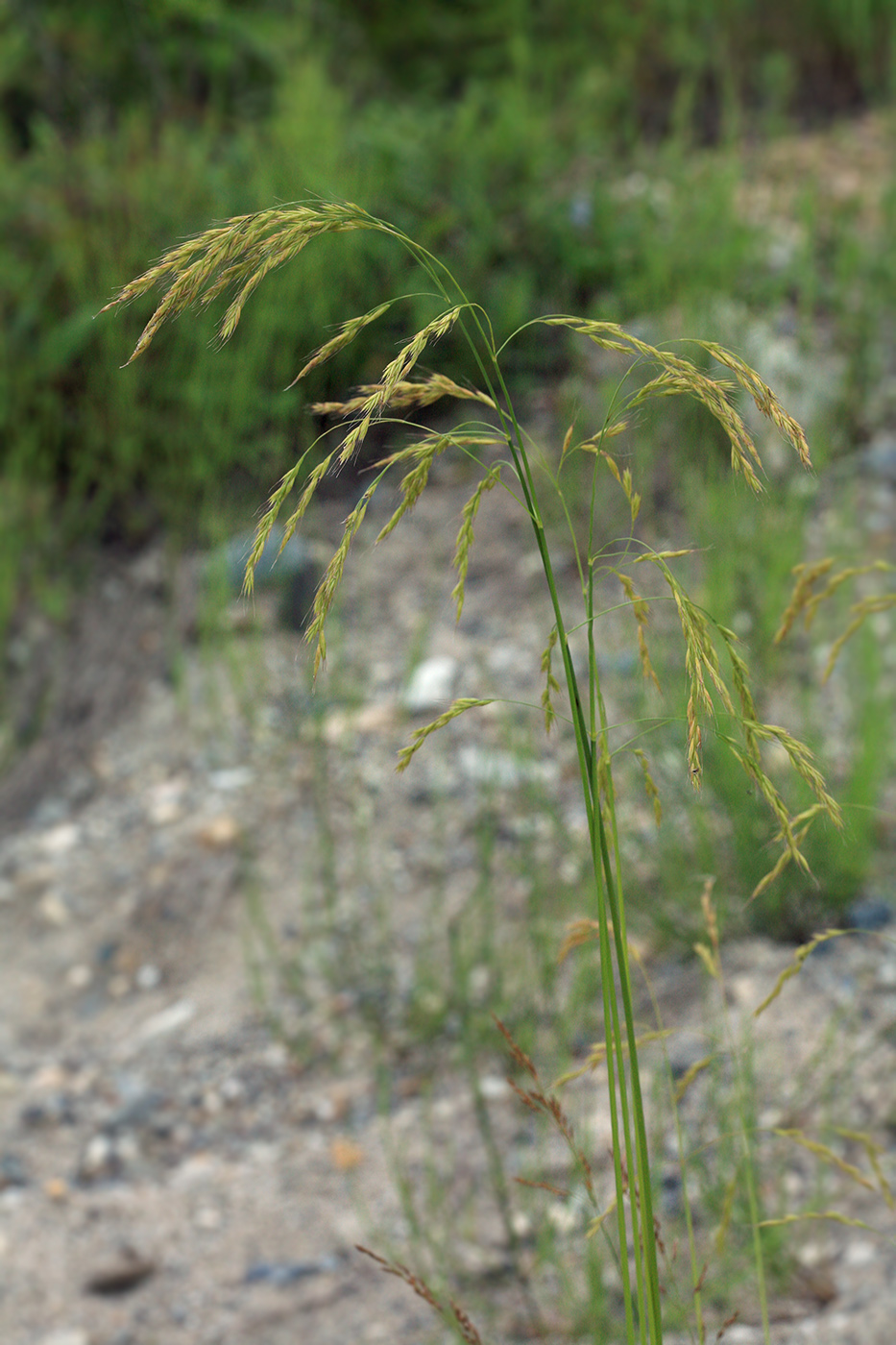 Изображение особи Festuca extremiorientalis.