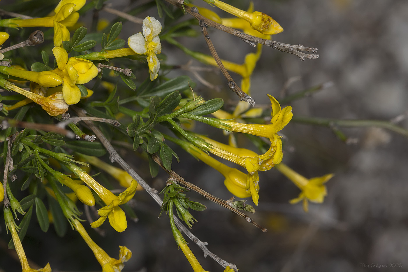 Image of Jasminum fruticans specimen.