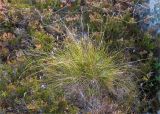 Eriophorum vaginatum. Плодоносящее растение в сообществе с Calluna vulgaris. Карелия, Муезерский р-н, гора Воттоваара, каменистая гарь. 25.09.2019.. 25.09.2019.