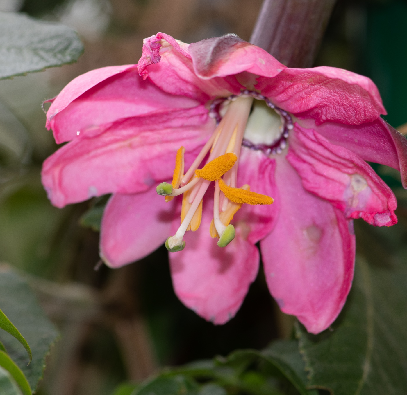 Image of Passiflora mixta specimen.