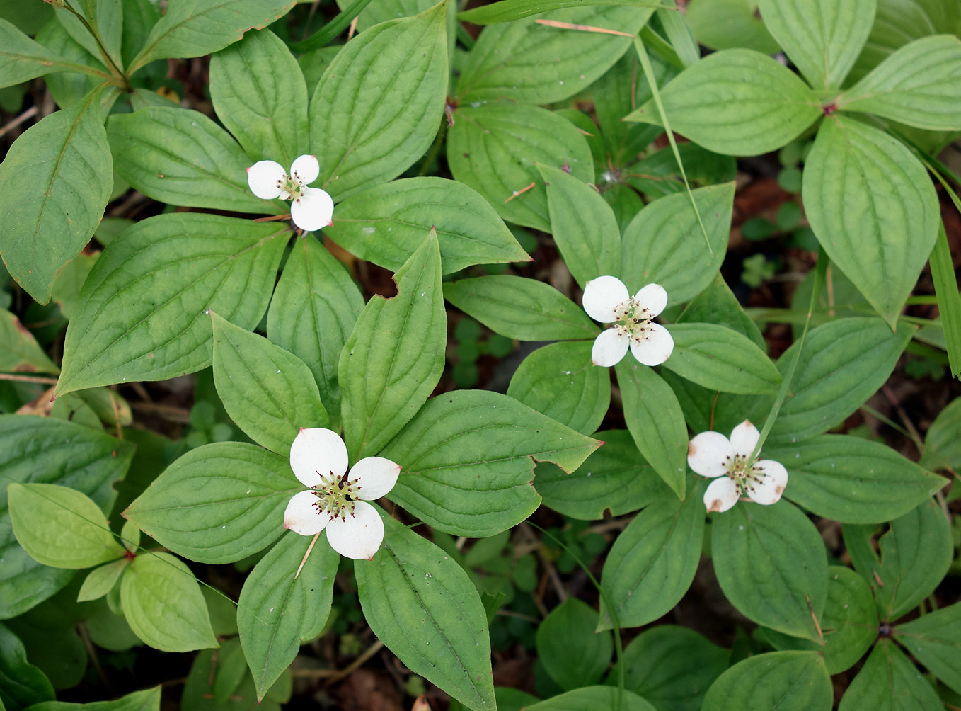 Изображение особи Chamaepericlymenum canadense.