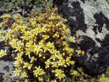 Saxifraga funstonii. Цветущее растение. Камчатский край, Елизовский р-н, природный парк \"Вулканы Камчатки\", кордон Авачинский перевал, геологический памятник природы \"экструзия Верблюд\", 1200 м н.у.м. 24.07.2009.