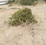 Tetragonia decumbens