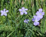 Linum nervosum