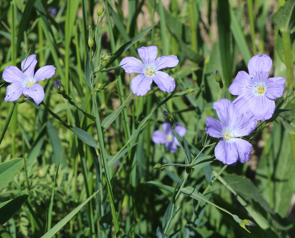 Изображение особи Linum nervosum.