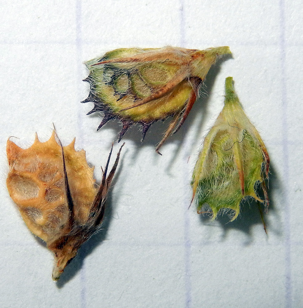 Image of Onobrychis miniata specimen.