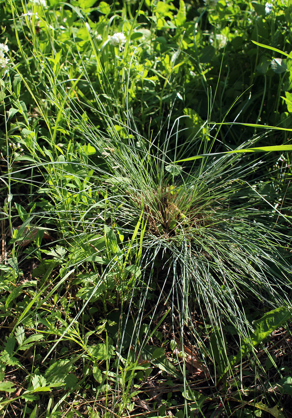 Image of Festuca valesiaca specimen.