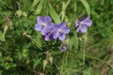 Geranium pratense