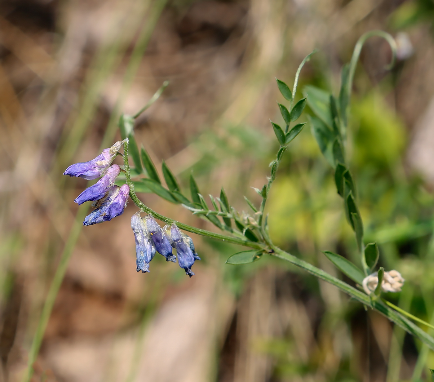 Image of Vicia cracca specimen.